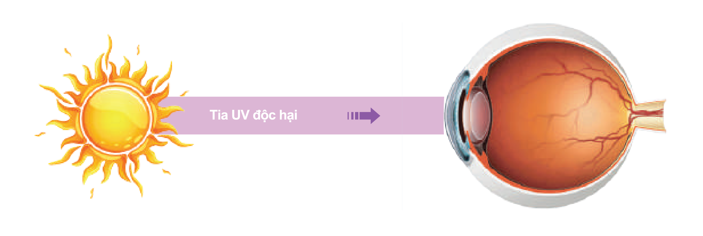 Tia UV chủ yếu tấn công p